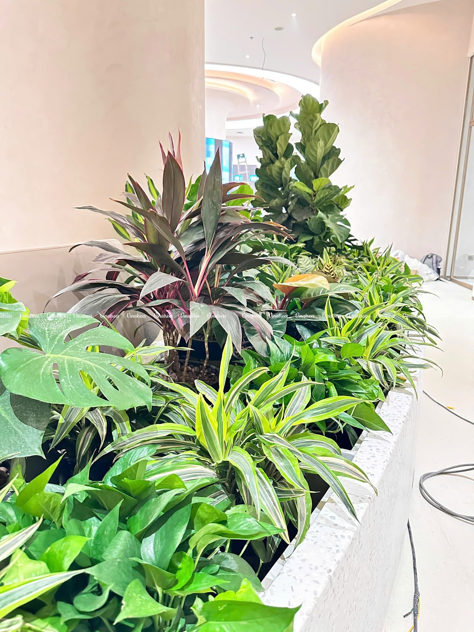 Cây xanh Hà Nội Vinatrees lựa chọn các dòng cây màu đỏ để điểm màu xen kẽ sắc xanh